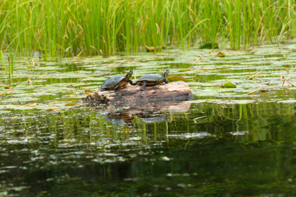 istock Painted turtles on a log in the Swift River, Massachusetts. 1335972656