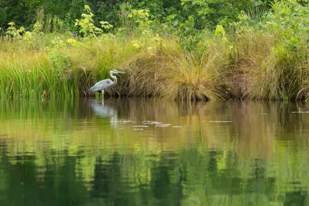 Photo of Great blue heron standing in the Swift River in Massachusetts.