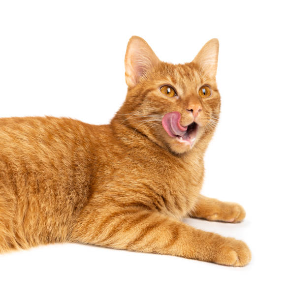 istock Cat on a white background isolated. Ginger tabby kitten licking its lips. Close up. 1335975005