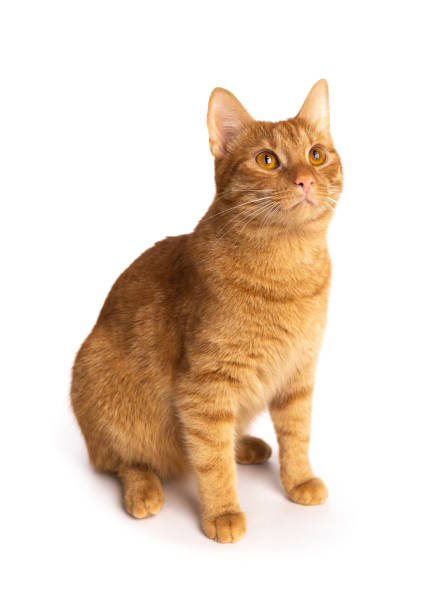 istock Portrait of ginger cat isolated on white background. 1335975146