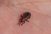 hispine-mit-gelben-linien-hispine-leaf-beetle-chrysomelidae.jpg?b=1&s=170x170&k=20&c=4bvWgnWp7AtGvhrk7caUe2PFUQ37ZhmtHDqcK93vOsA=