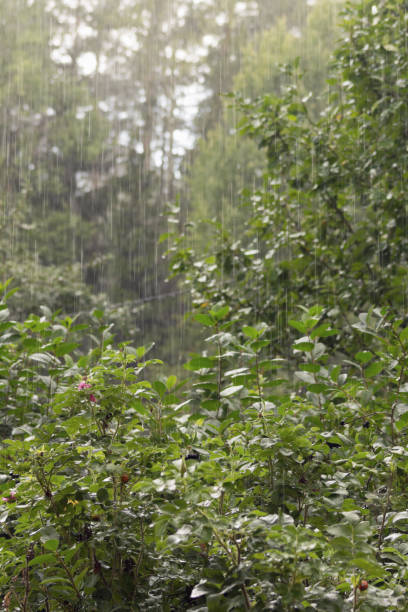 istock Heavy rain poured over plants and bushes 1335976774