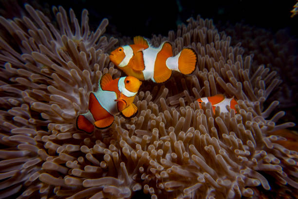 istock Clown fish in anemone 1335977082
