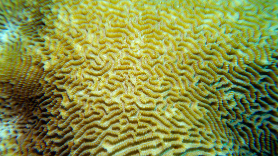 Coral maze on Rainbow Reef, Fiji.