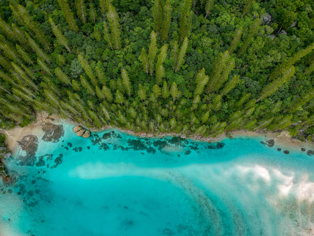 Tropical pine forest from the air Tropical pine forest drone view, Ile des Pins, New Caledonia. new caledonia stock pictures, royalty-free photos & images