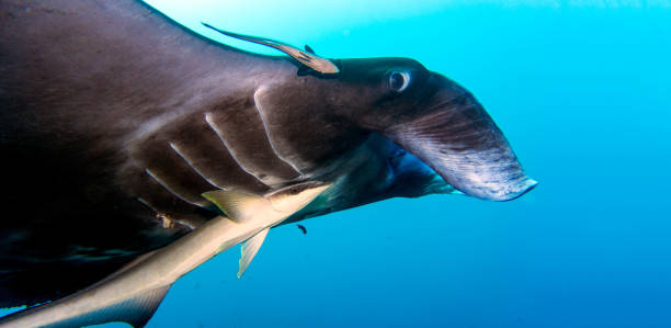 istock Black manta ray close-up 1335977116