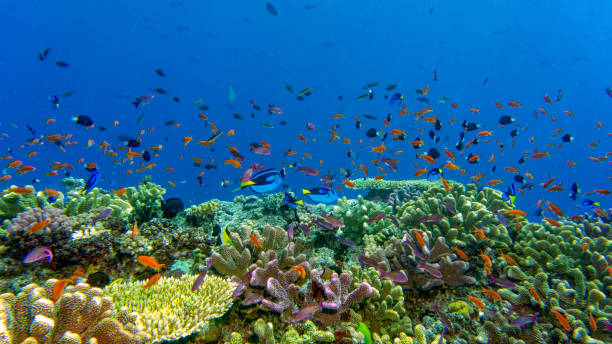 красочное погружение - риф стоковые фото и изображения