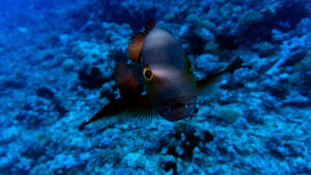 Valmeyeran Fish Lake Champlain Vampire Fish