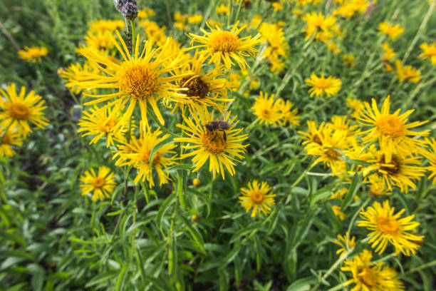 Elecampane (Inula Helenium) Organic, yellow flowers in a wild meadow Elecampane (Inula Helenium) Organic, yellow flowers in a wild meadow with visible insects and bees inula stock pictures, royalty-free photos & images