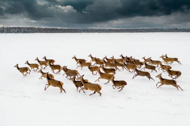 Deers in winter day Deers on winter day running on snowy field. Herd of deers. Wildlife. roe deer frost stock pictures, royalty-free photos & images