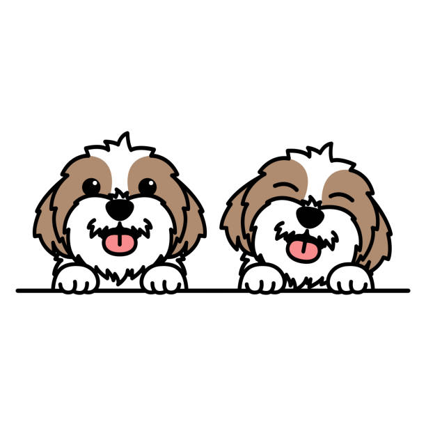 Cute shih tzu dog cartoon, vector illustration Cute shih tzu dog cartoon, vector illustration shih tzu stock illustrations