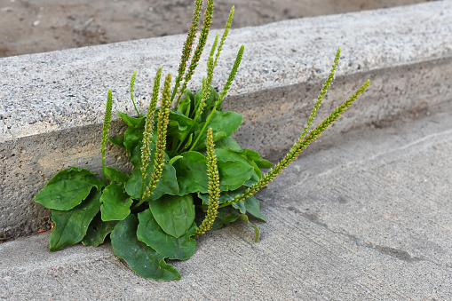 A close up image of the herbal medicine plant plantain growing in  a sidewalk crack.