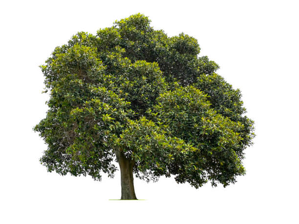 인도 월계수 나무 - indian laurel fig 뉴스 사진 이미지