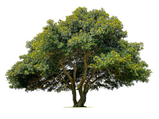인도 월계수 나무 - indian laurel fig 뉴스 사진 이미지