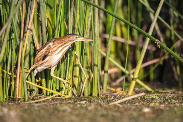 istock Little bittern heron hunting in his natural environment 1335983705