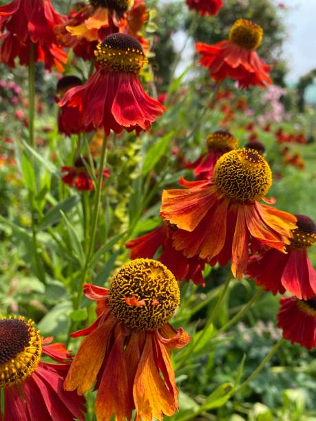 istock An Echinacea Daisy, beautiful burnt orange in colour. 1335983729