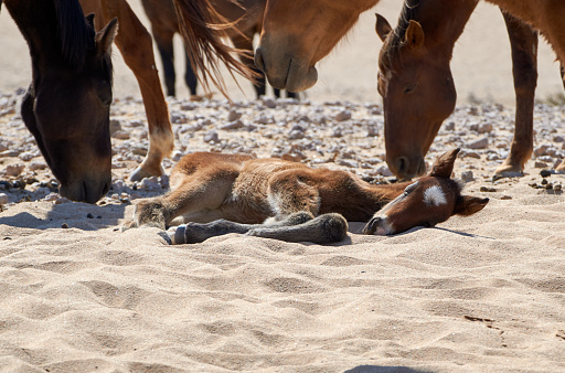 Wild desert horses standing protectively behind cute foal sleeping in the hot sand of Namib Desert, Namibia, Africa. Equus ferus caballus
