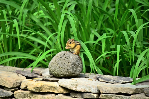 An Eastern chipmunk holds food in its paws while standing on a spherical rock.