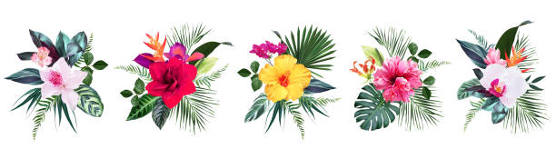 Exotic tropical flowers, orchid, strelitzia, hibiscus, bougainvillea, gloriosa, palm, monstera Exotic tropical flowers, orchid, strelitzia, hibiscus, bougainvillea, gloriosa, palm, monstera leaves vector design bouquet. Jungle forest wedding floral design. Island greenery. Isolated and editable zebra plant stock illustrations