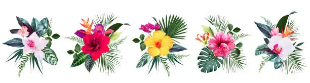 Vector illustration of Exotic tropical flowers, orchid, strelitzia, hibiscus, bougainvillea, gloriosa, palm, monstera