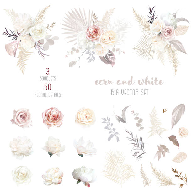 ilustrações, clipart, desenhos animados e ícones de ecru, branco, rosa blush rosa, ranúnculo pálido, peônia, magnólia, hortênsia, grama pampas, palmeira seca - dried plant