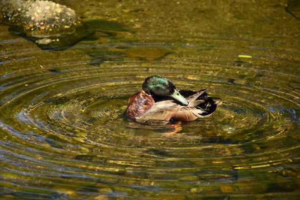 Mallard Drake Preening A mallard drake preens itself and creates concentric rings of ripples in the stream. preening stock pictures, royalty-free photos & images