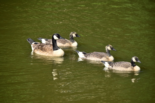 An adult Canada goose escorts three ducklings as they swim in green tinted water.