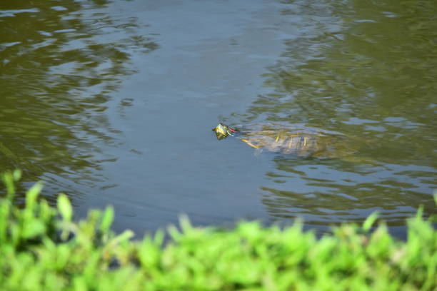 A red-eared slider turtle swims along the shore of a pond with its head above water.