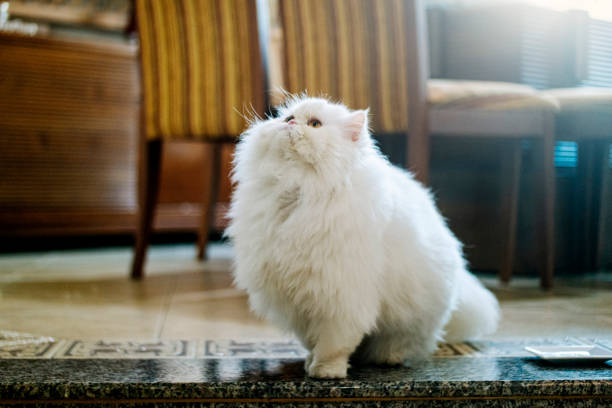 Adorable calico Persian cat staring directly at the camera with intense amber eyes, showing a serious and expressive facial expression