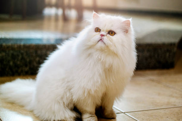 istock White Persian cat at home. 1335990972