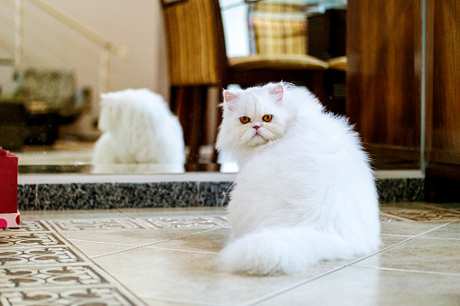 White Persian cat at home.