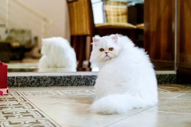 Photo of a white persian cat at home.