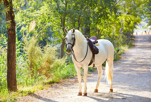 White horse in a forest track relaxed standing up