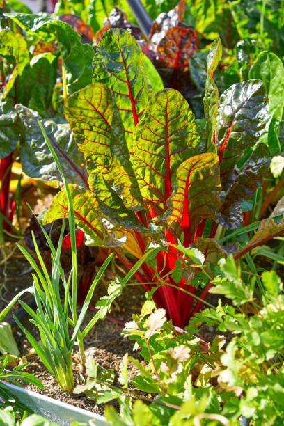 istock Urban homestead orchard raised bed 1335991729