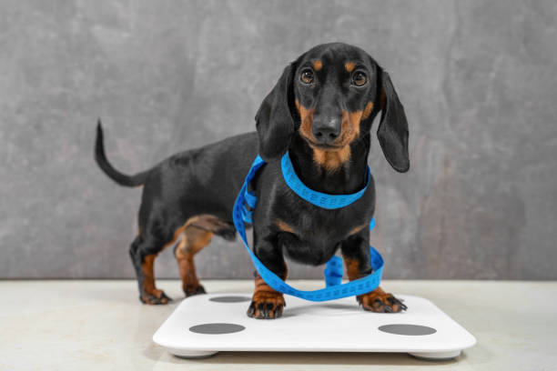 Cute dachshund puppy wants good shape so follows diet and leads active lifestyle. Dog is wrapped in centimeter and stands on scales to make measurements before fitness marathon stock photo
