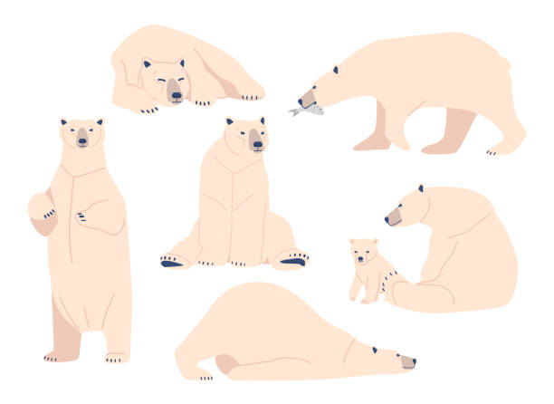 sete white bear, wild polar arctic animal predator in verschiedenen haltungen. mutter mit jungem, nordpol-cartoon-kreatur - polar bear young animal isolated cub stock-grafiken, -clipart, -cartoons und -symbole