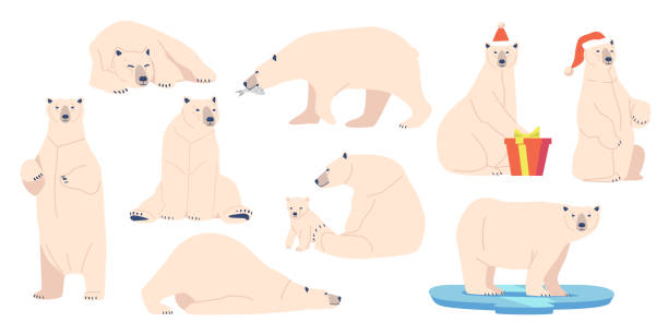 sete white bear, wild arctic animal predator in verschiedenen haltungen. nordpolkreatur mit weißer pelz-geschenkbox - polar bear young animal isolated cub stock-grafiken, -clipart, -cartoons und -symbole