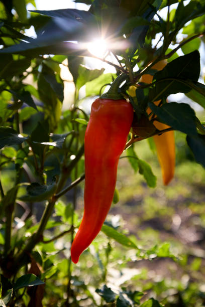 Red pepper on plant in garden