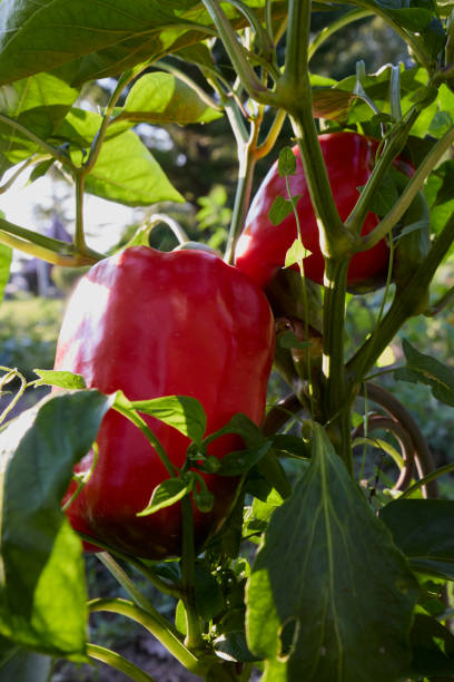 istock Red pepper on plant in garden 1335995656
