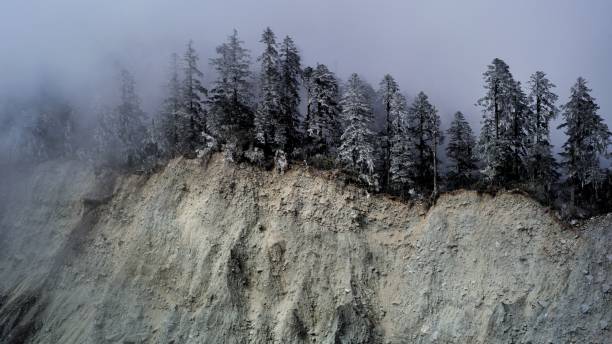 foresta di cedri nella nebbia - white cliffs foto e immagini stock