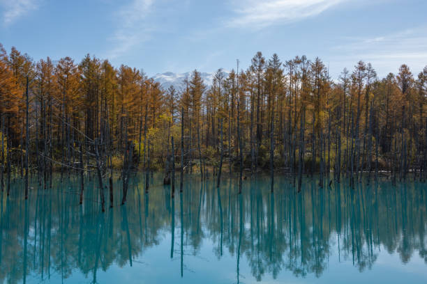 istock Autumn yellow forest and blue pond 1335996986