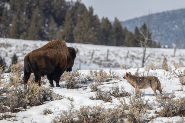 lupo grigio che guarda oltre il bisonte (bufalo) sulla collina innevata - white bison foto e immagini stock