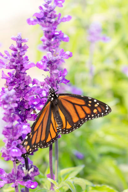 istock Monarch Butterfly Resting on Blue Salvia 1336002843