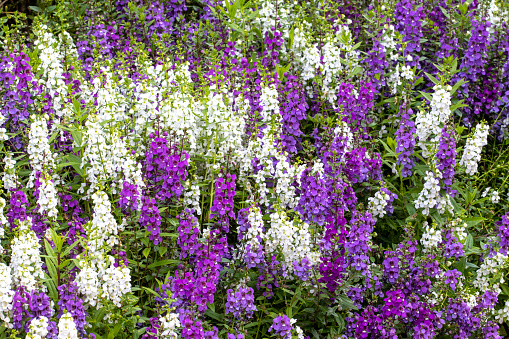 Mass of white and purple angelonia flowers (summer snapdragons)