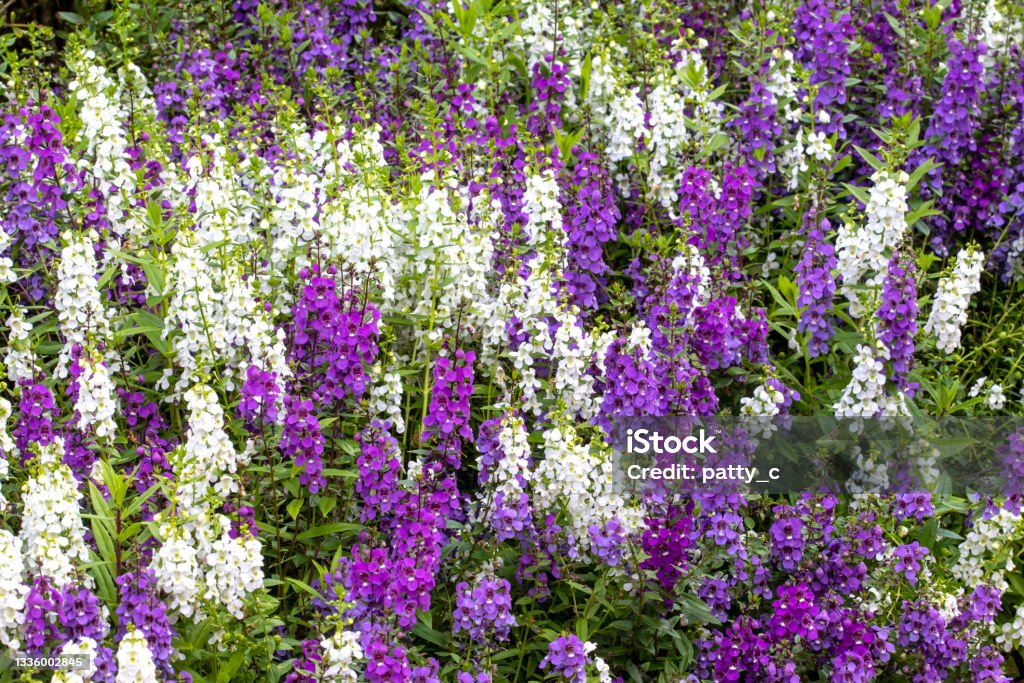 Angelonia Waterfall Mixture Mass of white and purple angelonia flowers (summer snapdragons) Purple Stock Photo