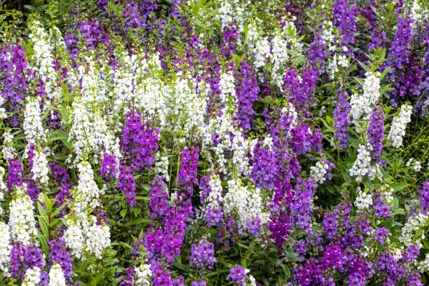 Angelonia Waterfall Mixture Mass of white and purple angelonia flowers (summer snapdragons) angelonia stock pictures, royalty-free photos & images
