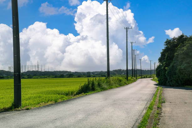 istock Lush green rice field and blue sky 1336004455