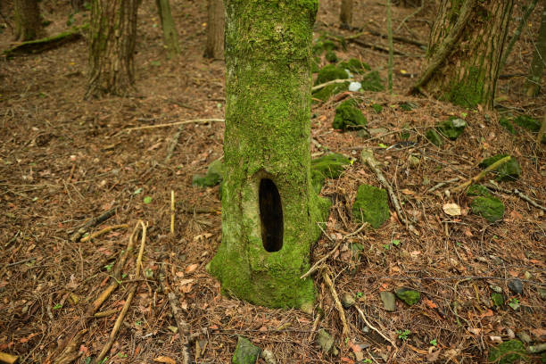 A tree with a hole that looks like it's screaming.