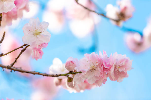 istock Pink cherry blossom blooming in spring. 1336005466