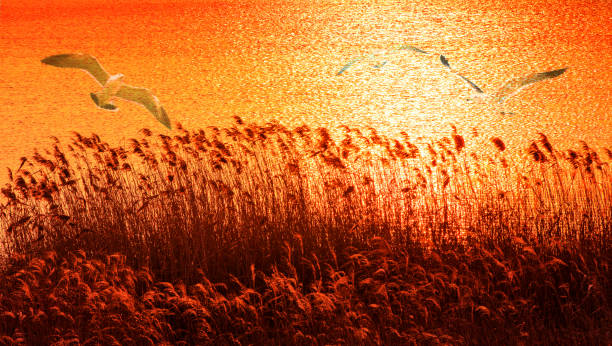 Seagulls flying through the reed forest on the beach